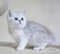 <b>猫贫血吃什么补血最快？</b>