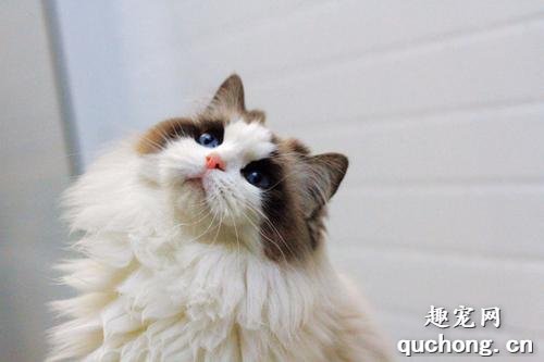 如何给布偶猫梳理毛发？布偶猫如何护理？