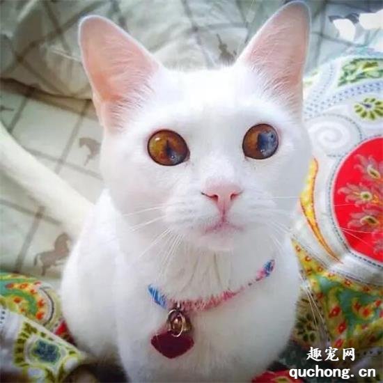 猫咪美图,猫咪萌照,猫咪摄影,猫咪图片