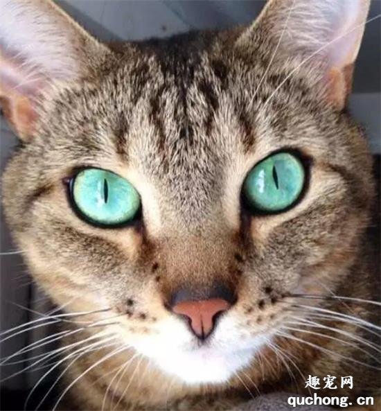 猫咪美图,猫咪萌照,猫咪摄影,猫咪图片