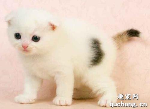 家里的猫咪嘴巴有臭味怎么办?