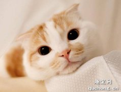 <b>猫咪的毛发分层了是怎么了？</b>