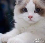 为什么养布偶猫时要多梳毛？