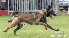 <b>马犬有几种颜色？</b>