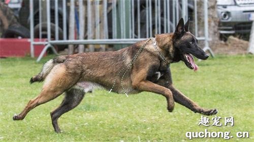 马犬有几种颜色?