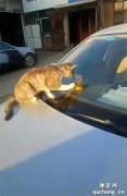 <b>大橘在车上趴着，还对着车里的招财猫这样做，太萌了</b>