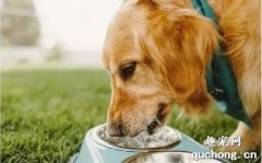<b>狗碗里的水多久换一次？</b>
