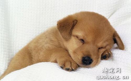 解析狗狗的睡眠习惯
