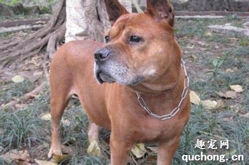 什么是重庆犬？重庆犬的体貌体征和生活习性是什么？
