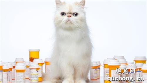 家里养猫需要注意什么?