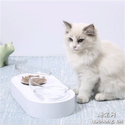 猫咪为什么不吃东西?如何解决猫咪不吃东西?