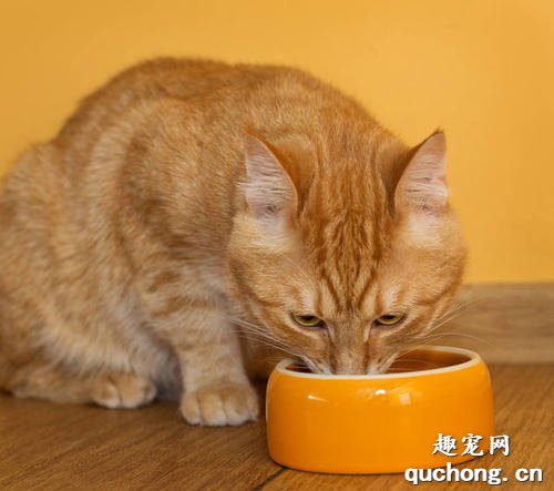 猫咪为什么不吃东西?如何解决猫咪不吃东西?