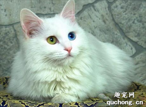 如何饲养土耳其安哥拉猫？