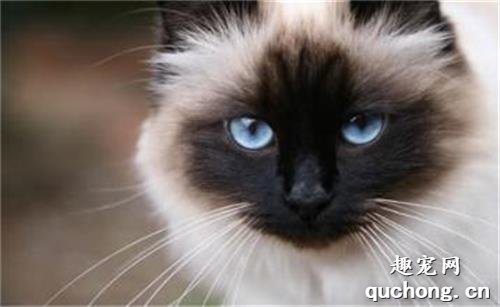 猫咪红眼的病因、症状及治疗方案