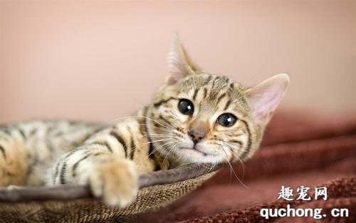 猫咪会得侏儒症吗?如何治疗猫咪侏儒症?