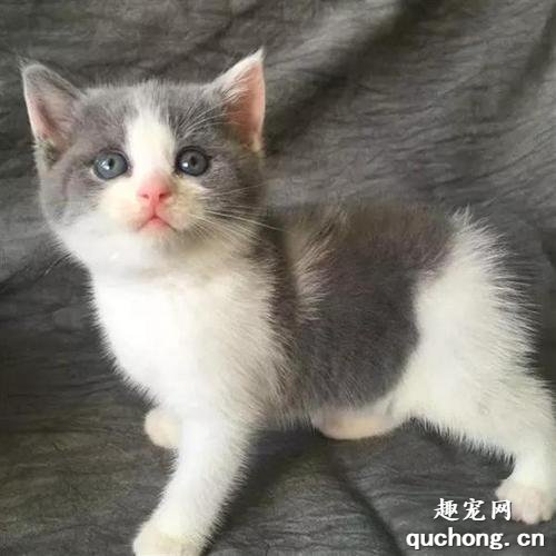 猫咪会得侏儒症吗?如何治疗猫咪侏儒症?