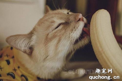 猫咪能吃香蕉吗?猫咪吃香蕉好不好?