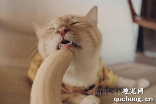 猫咪能吃香蕉吗?猫咪吃香蕉好不好?
