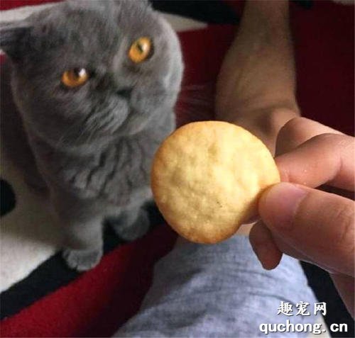 猫咪能吃薯条薯片吗?