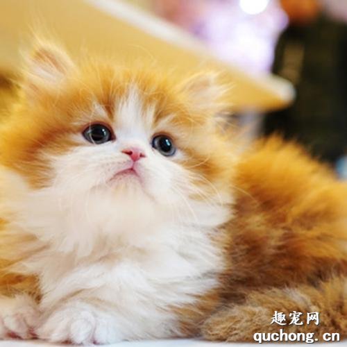 猫咪能吃开心果吗?