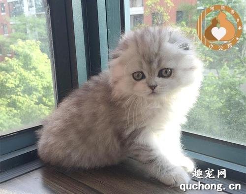 猫咪生痤疮怎么办?猫咪痤疮的原因,症状和治疗