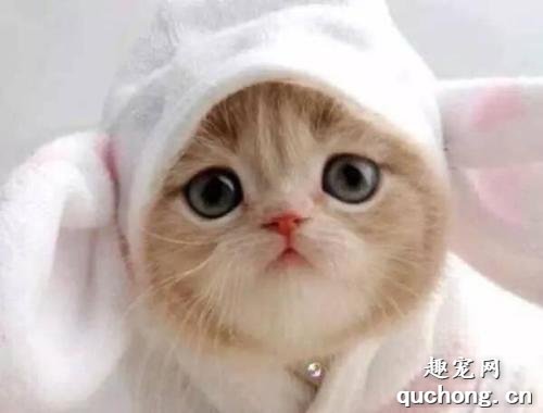 猫咪生痤疮怎么办?猫咪痤疮的原因,症状和治疗