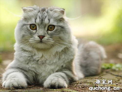 猫咪生痤疮怎么办?猫咪痤疮的原因,症状和治疗