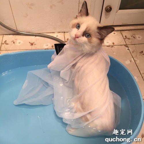 如何给猫咪洗澡?