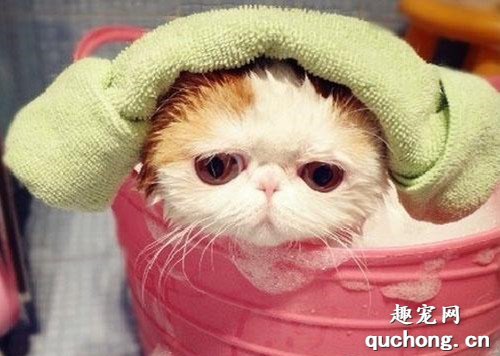 如何给猫咪洗澡?