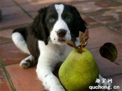 <b>狗狗能吃梨子吗？</b>