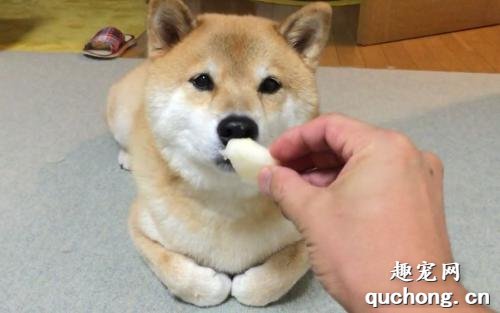 狗狗能吃梨子吗？