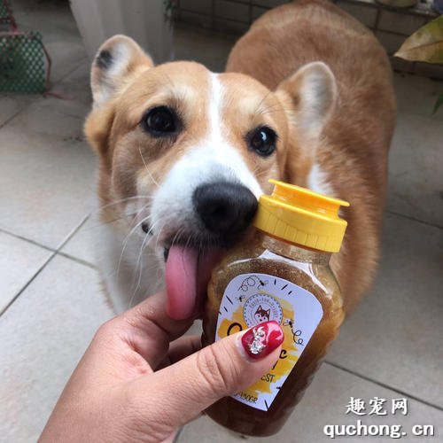 狗狗能吃生蜂蜜吗？宠物狗吃蜂蜜的好处？