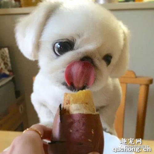 狗狗可以吃红薯么？