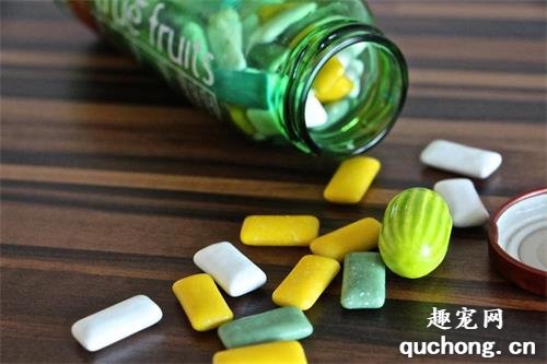 比巧克力更致命？！狗狗绝不能误食木糖醇