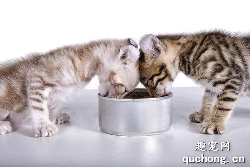 幼猫什么时候可以开始喂猫粮？