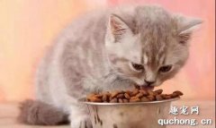<b>家里猫狗双全的注意了：猫咪可以吃狗粮么？</b>