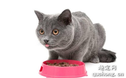 家里猫狗双全的注意了：猫咪可以吃狗粮么？