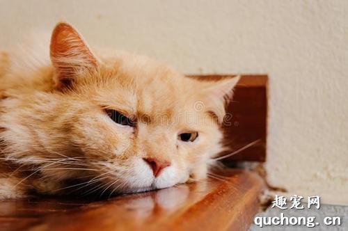 老猫应该吃哪些食物?