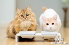 <b>猫咪饮食中有哪些注意事项</b>