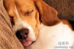 <b>狗狗每天的睡眠时间有多长？</b>