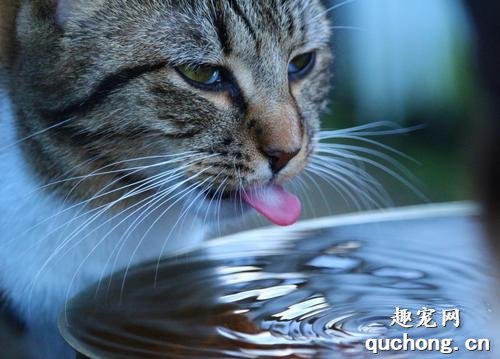让猫咪多喝水的5个小技巧
