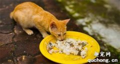 <b>如何判断猫咪是否已经吃饱？</b>