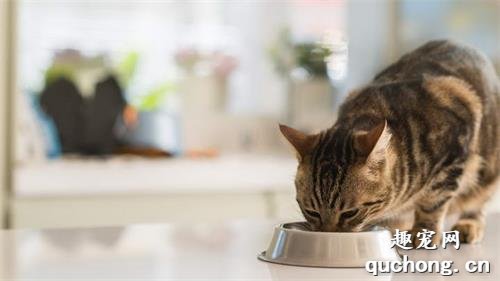 如何判断猫咪是否已经吃饱?