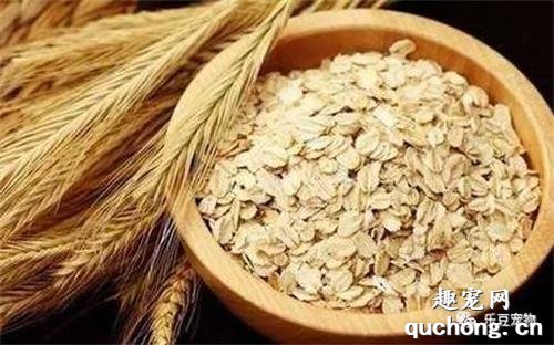 狗狗除了狗粮，最适合吃的5种“人食”，现在知道还不晚