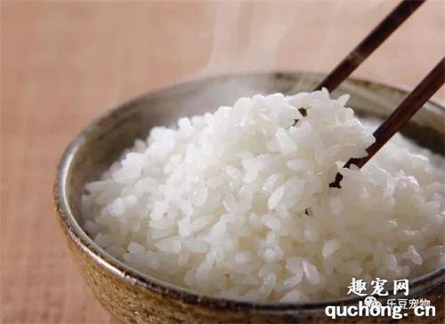 狗狗除了狗粮，最适合吃的5种“人食”，现在知道还不晚