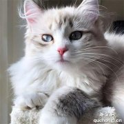 <b>猫咪能吃橘子吗？</b>