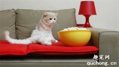 <b>猫咪能吃爆米花吗？爆米花对猫咪安全吗？</b>