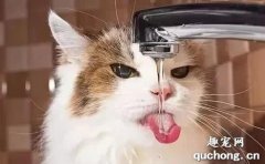 <b>频繁喝水的猫咪是怎么了？</b>