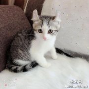 <b>发现猫咪感冒打喷嚏怎么办？</b>