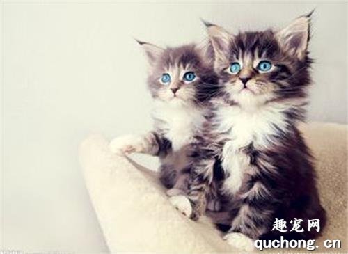 两个月大的猫咪可以洗澡吗?